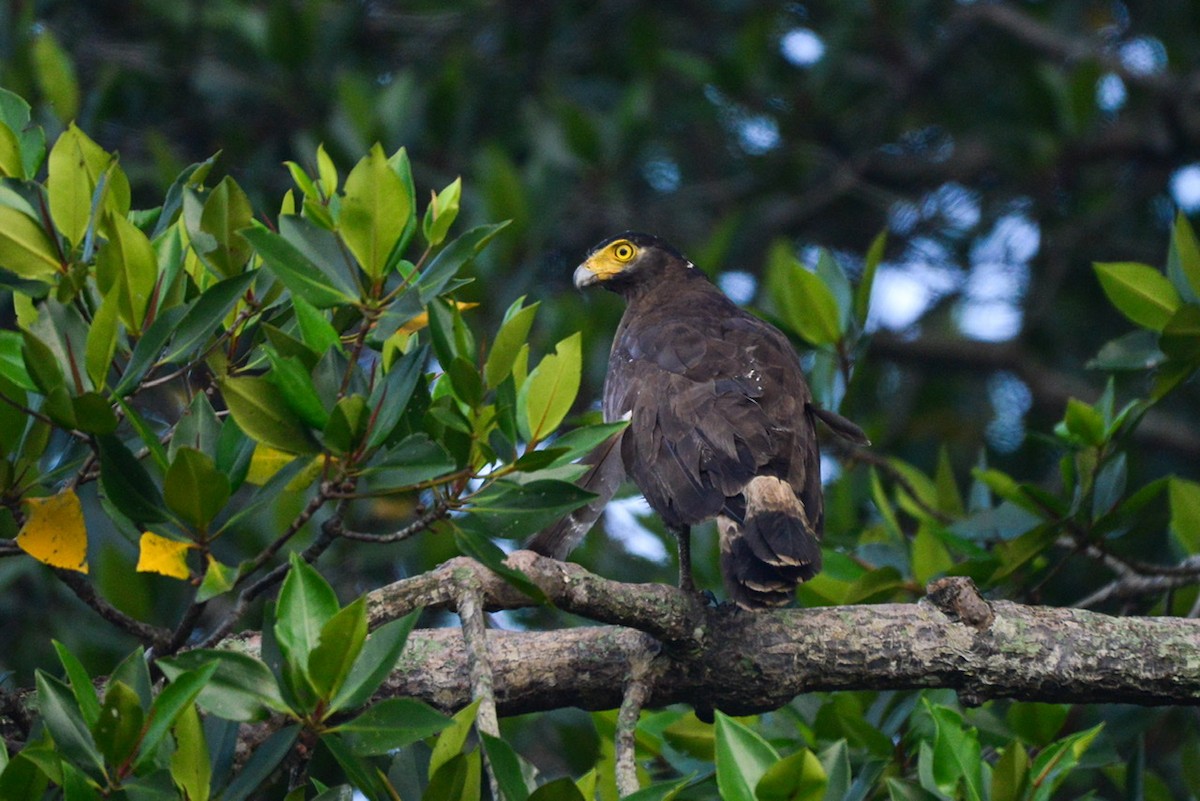 Crested Serpent-Eagle - ML246999211