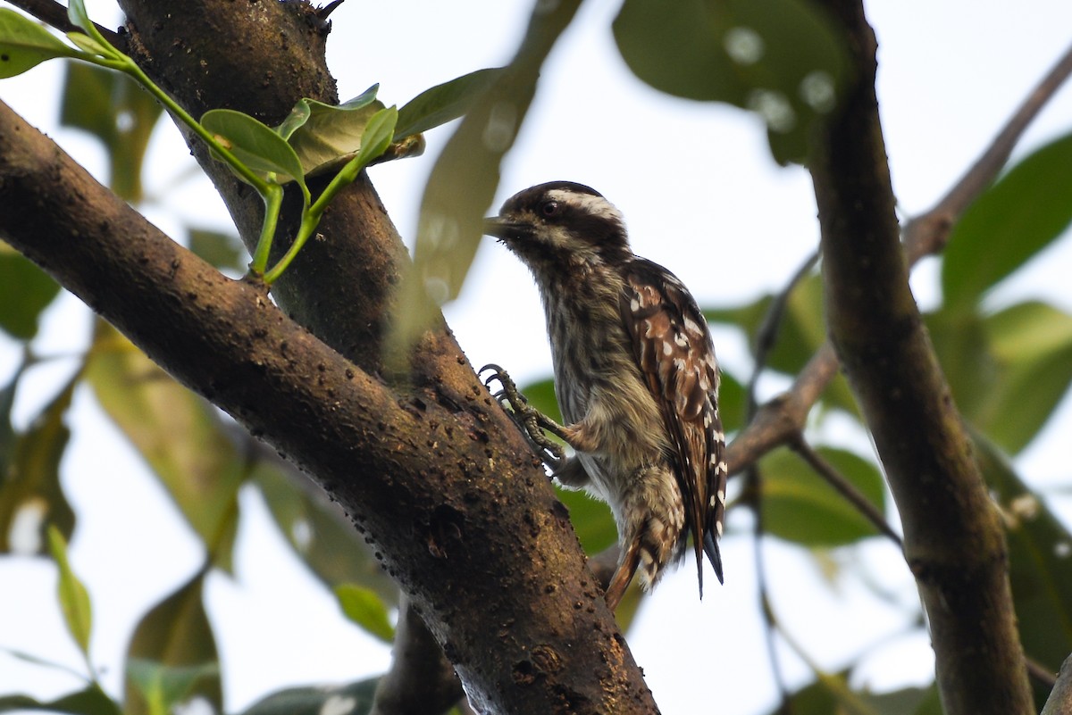 Sunda Pygmy Woodpecker - ML246999651