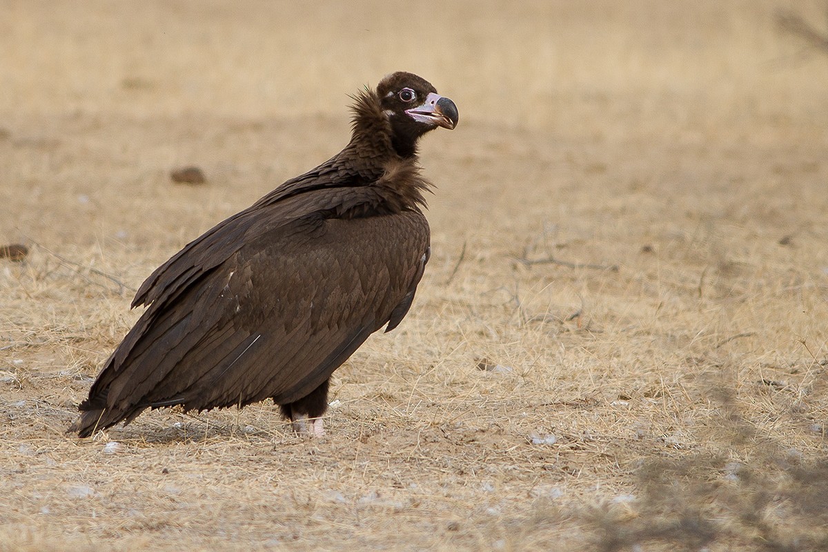 Cinereous Vulture - ML247004431