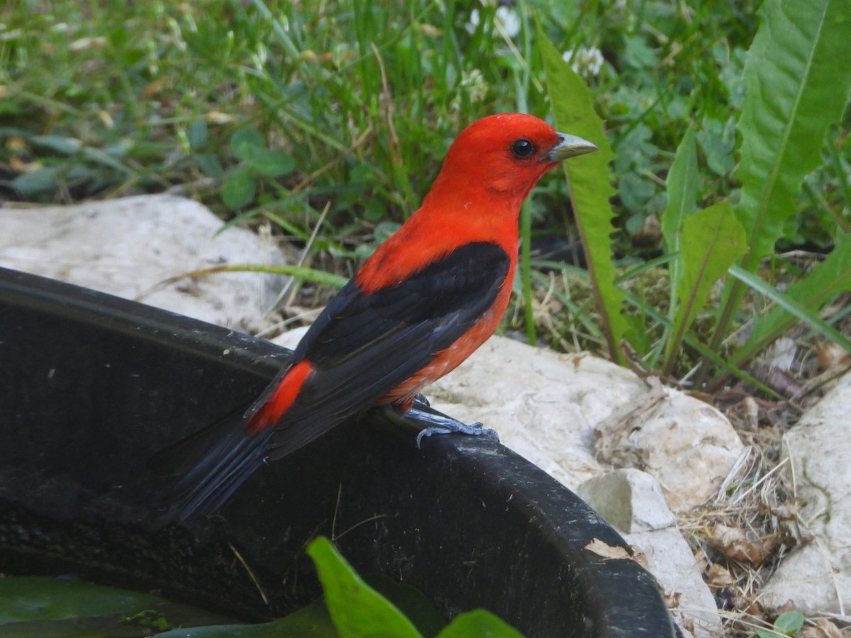 Scarlet Tanager - ML247008791