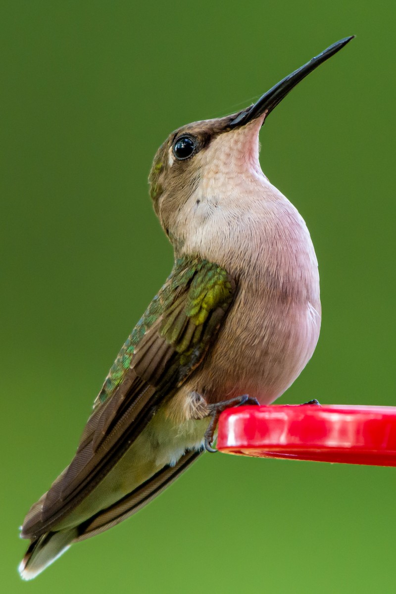 Ruby-throated Hummingbird - ML247009511