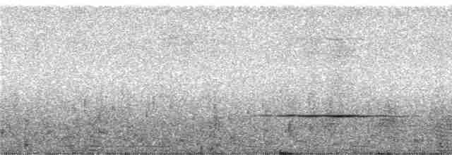 Yıldızlı Drongo (longirostris) - ML247010