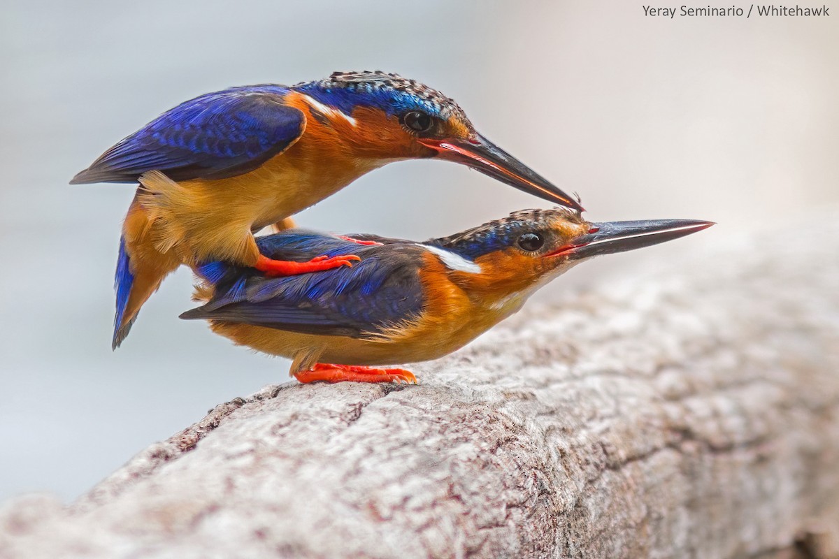 Malagasy Kingfisher - ML247010091