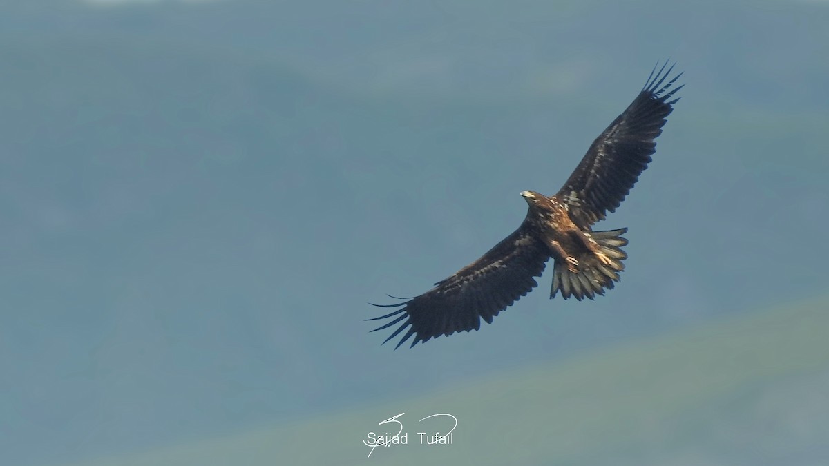 White-tailed Eagle - Sajjad Tufail