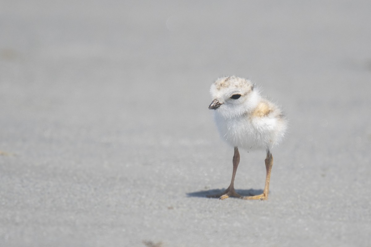 Piping Plover - ML247011611