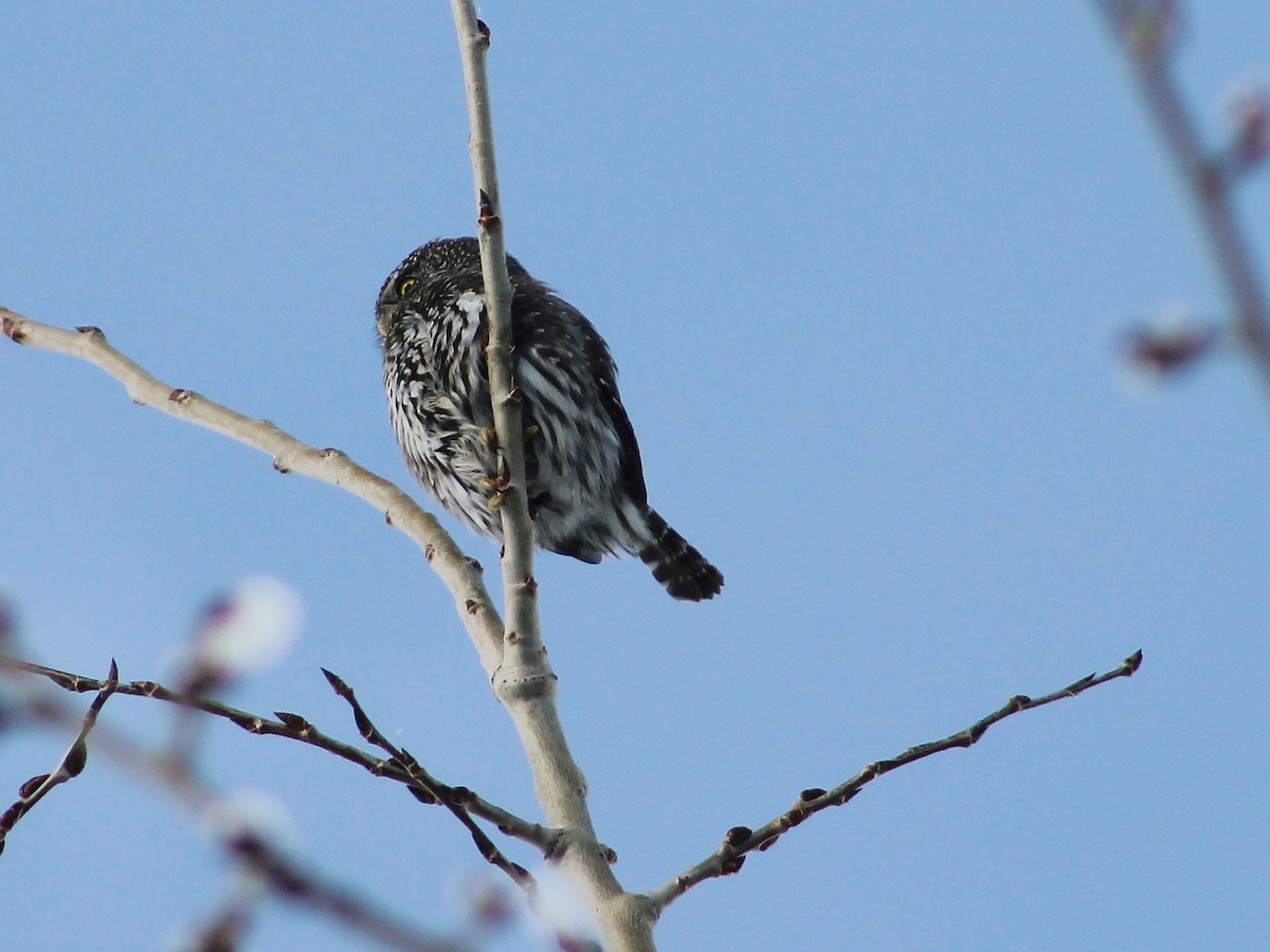 Northern Pygmy-Owl - ML24701221