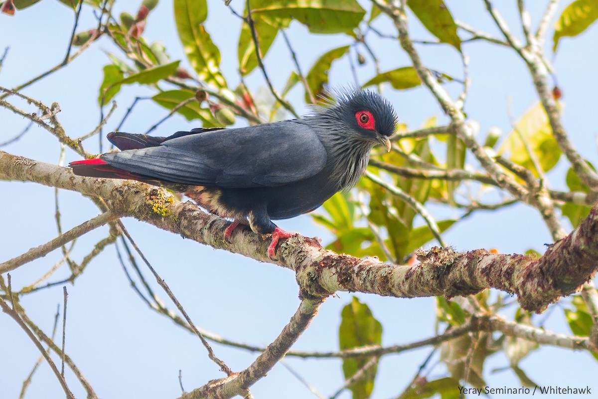 Madagascar Blue-Pigeon - Yeray Seminario