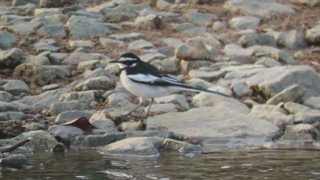 African Pied Wagtail - ML247016871