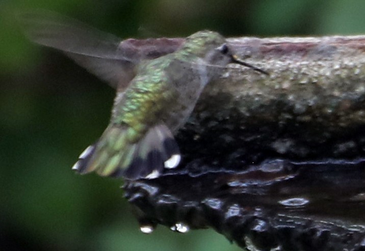 Anna's Hummingbird - ML247024191