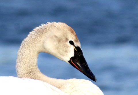 Tundra Swan