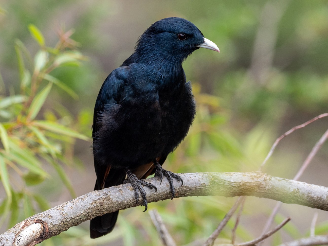 White-billed Starling - Forest Jarvis