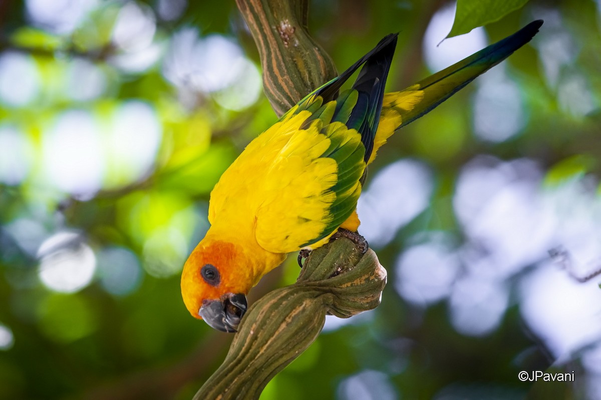 Sun Parakeet - J Pavani (Birding Roraima)