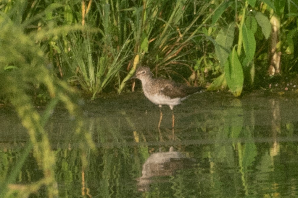 Solitary Sandpiper - Phil Chaon