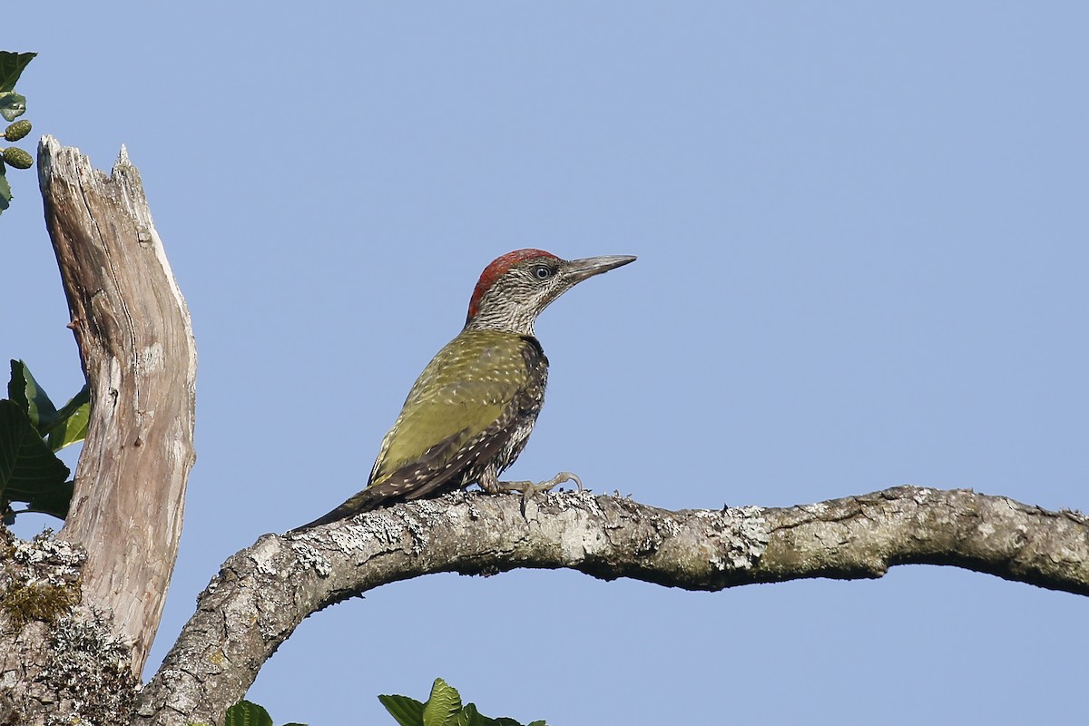 Eurasian Green Woodpecker - ML247029711