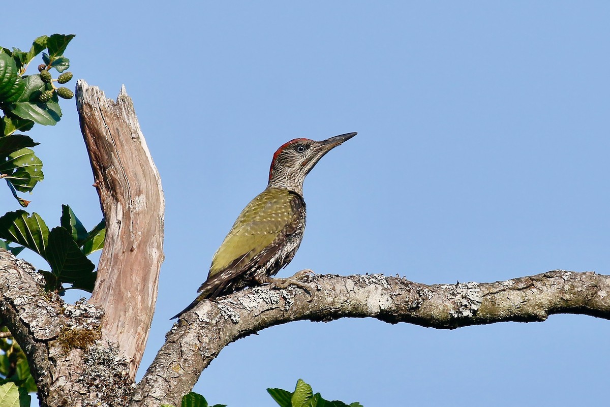 Eurasian Green Woodpecker - ML247029721