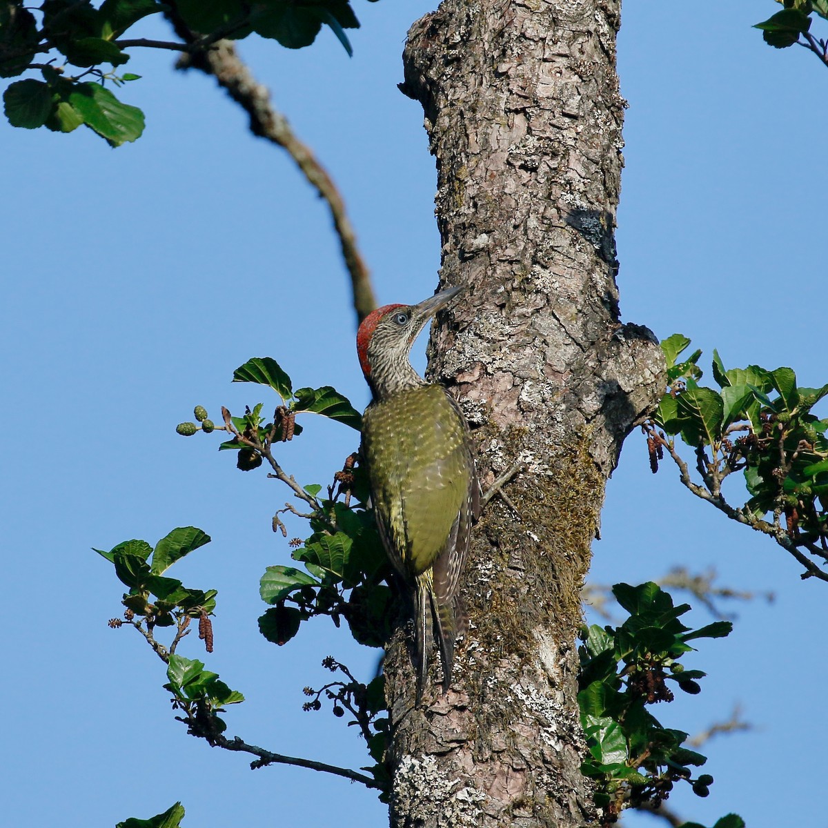 Eurasian Green Woodpecker - ML247029741