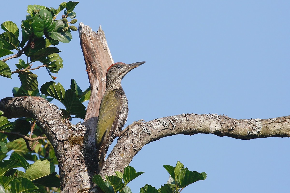 Eurasian Green Woodpecker - ML247029761