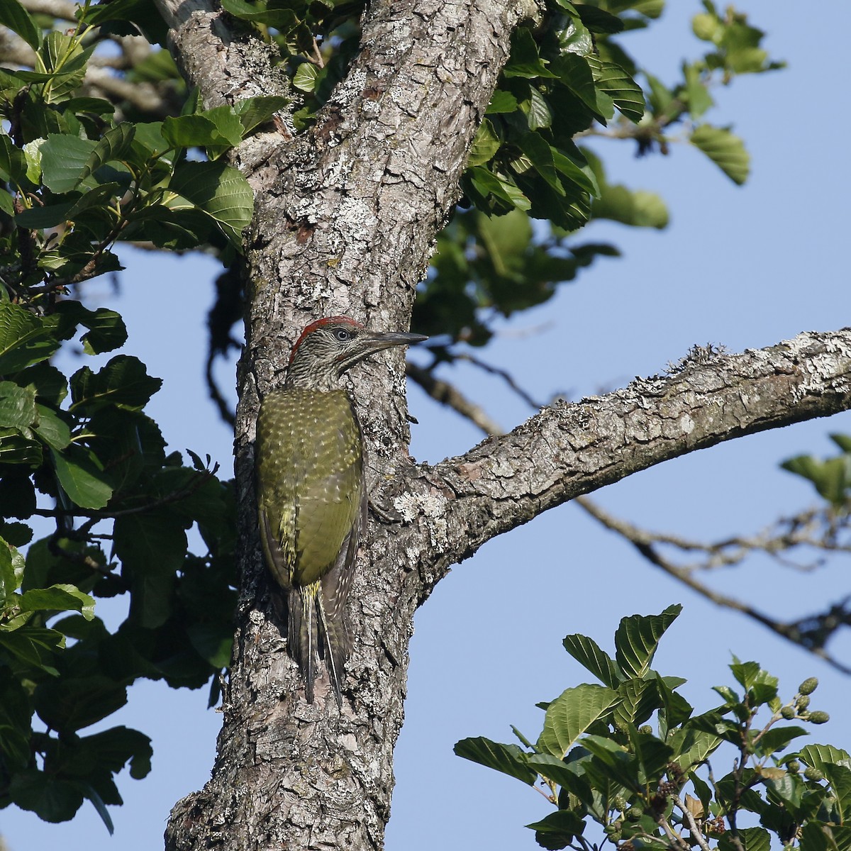Eurasian Green Woodpecker - ML247029771