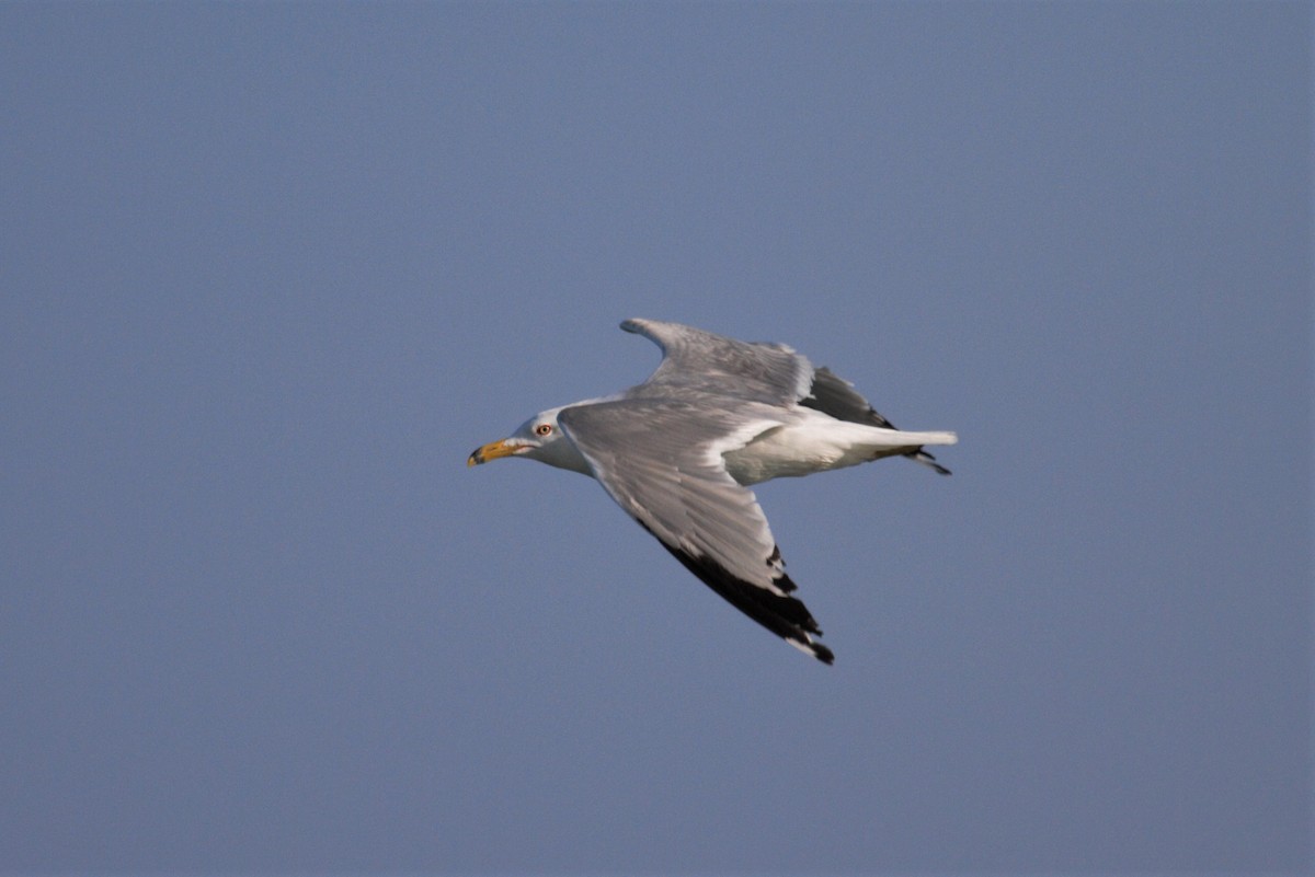 Herring Gull (American) - ML247042821