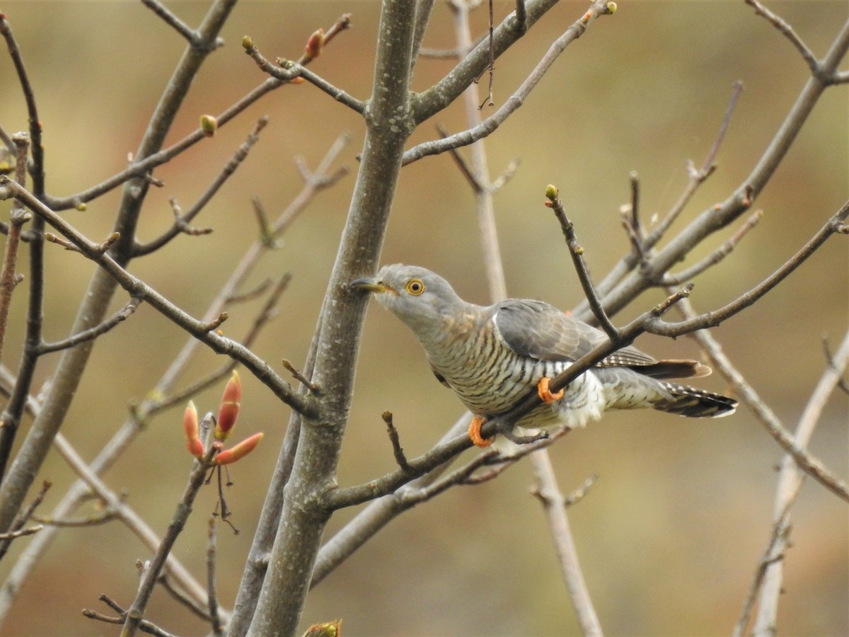 Common Cuckoo - Ryan Irvine