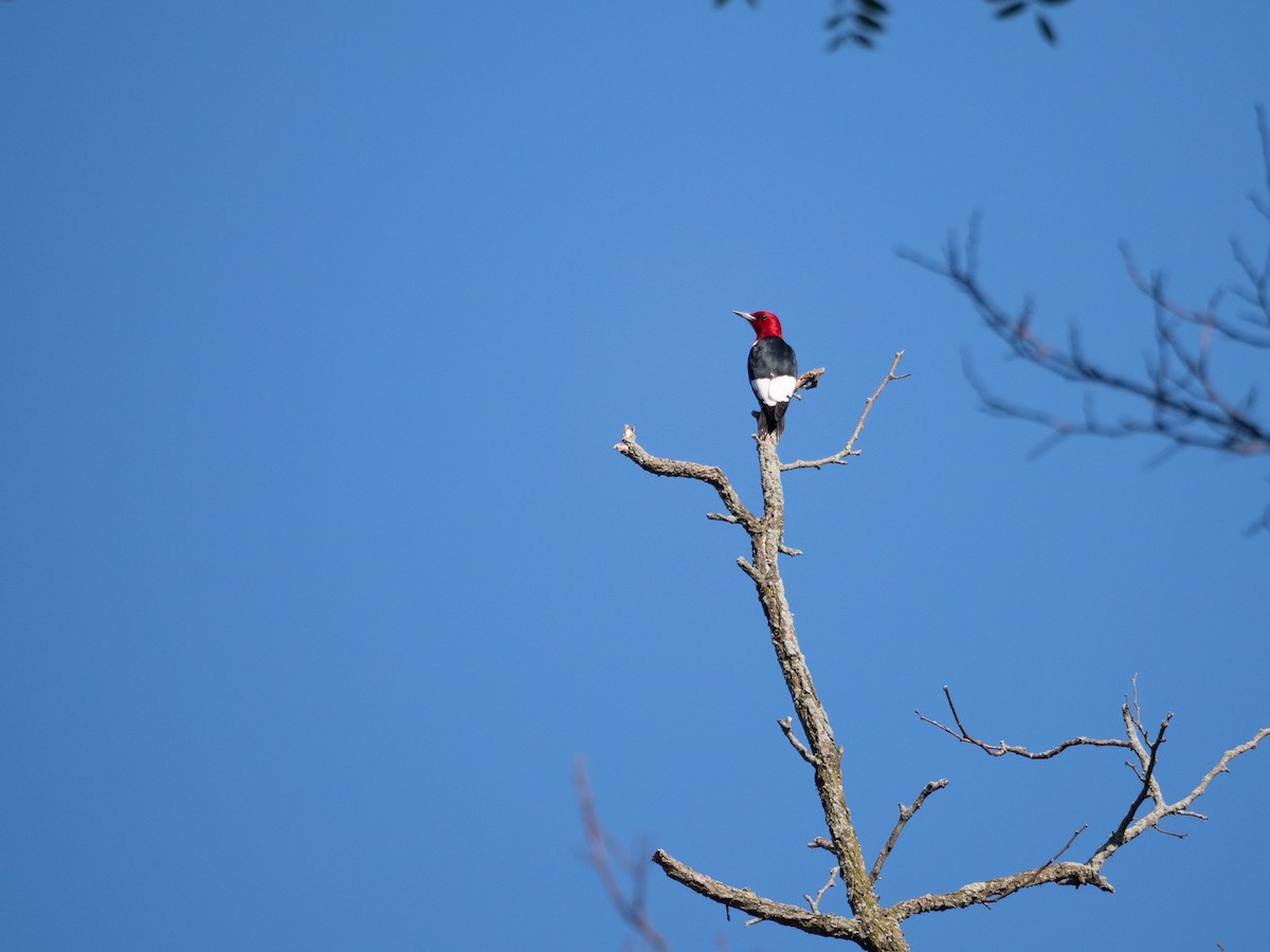 Red-headed Woodpecker - ML247043881
