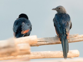 雄鳥和雌鳥 - Thierry NOGARO - ML247047901
