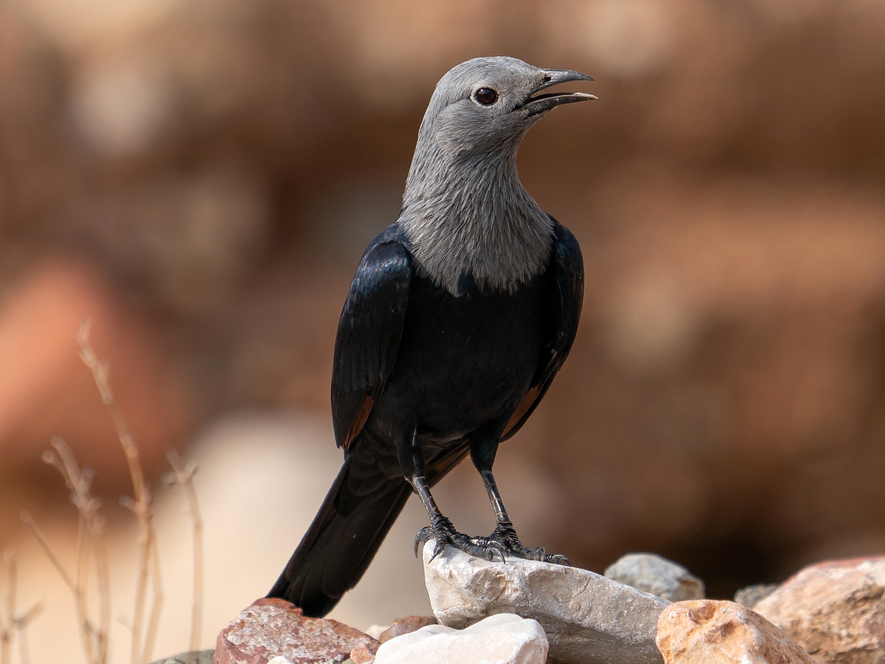 Somali Starling - Alan Mandic