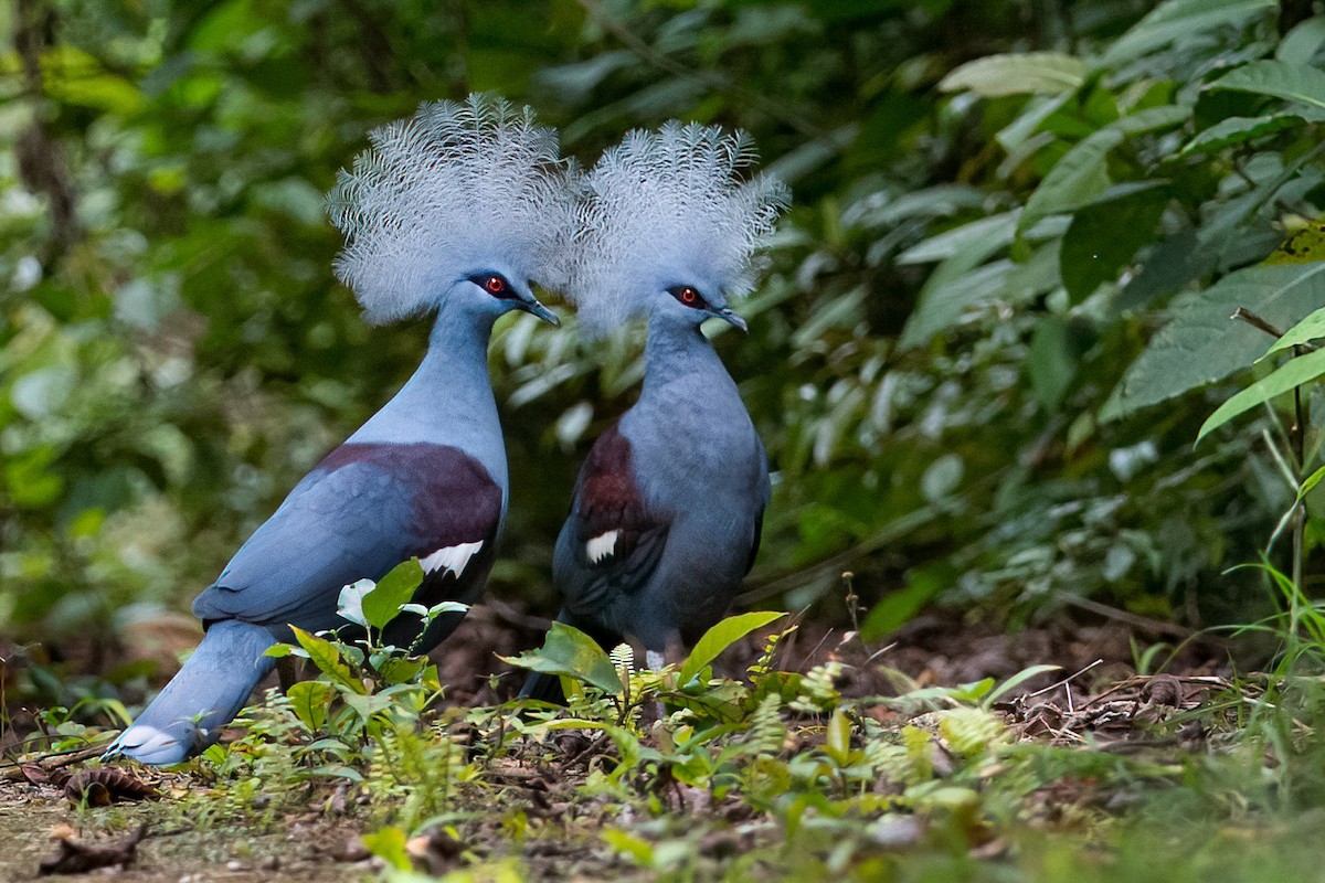 Western Crowned-Pigeon - Phil Chaon