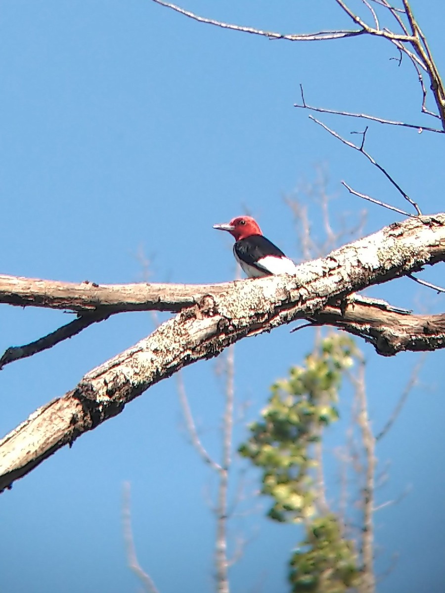 Red-headed Woodpecker - ML247048441