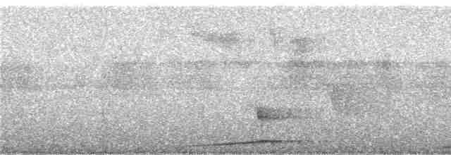 holub žlutopásý - ML247052