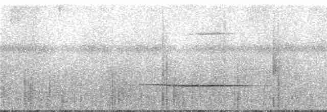 Сверкающий дронго (longirostris) - ML247055