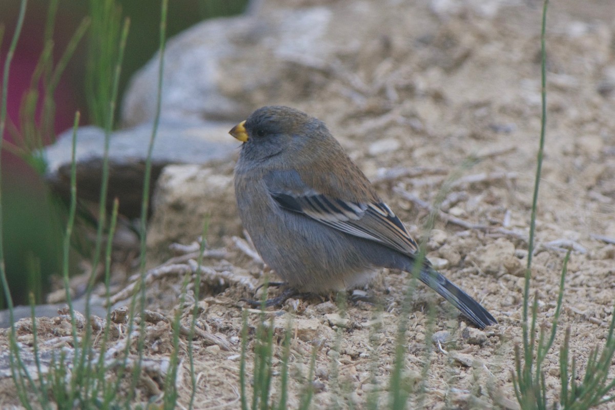 Band-tailed Seedeater - Cory Gregory