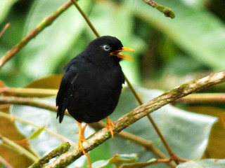  - Pale-eyed Thrush