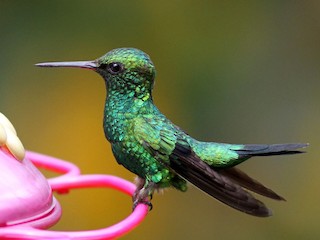 Adult male - Mark Sutton - ML247062621