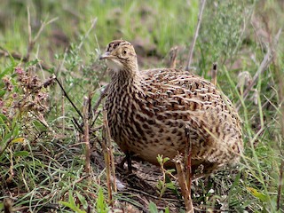 Inambú Campestre - eBird