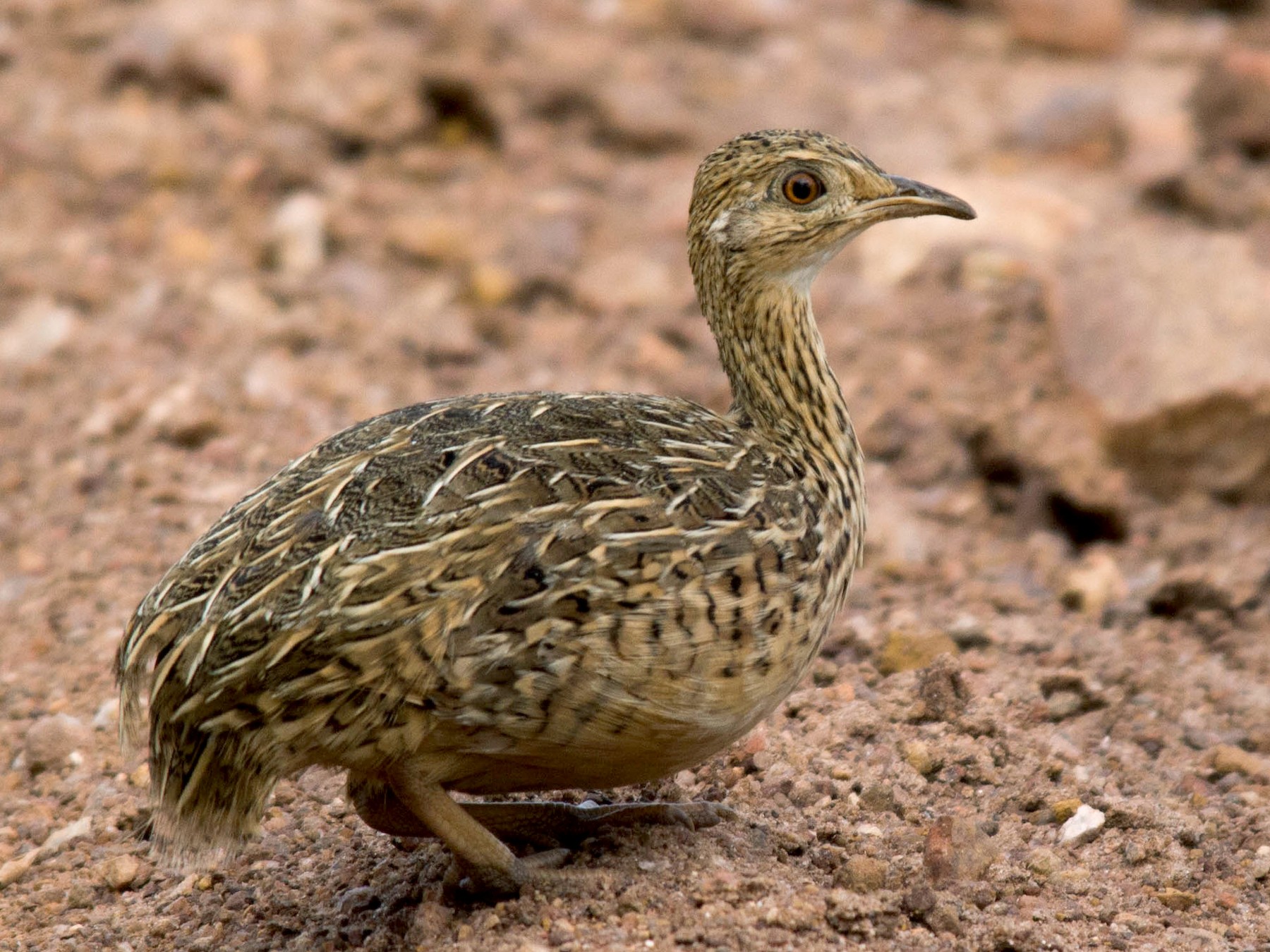 Spotted Nothura - eBird