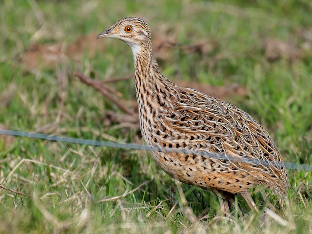 Photos - Spotted Nothura - Nothura maculosa - Birds of the World