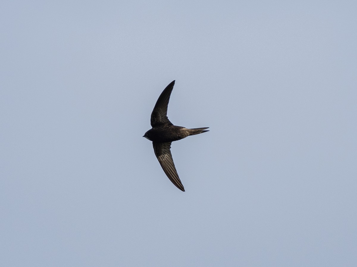 Common Swift - Peter Kennerley