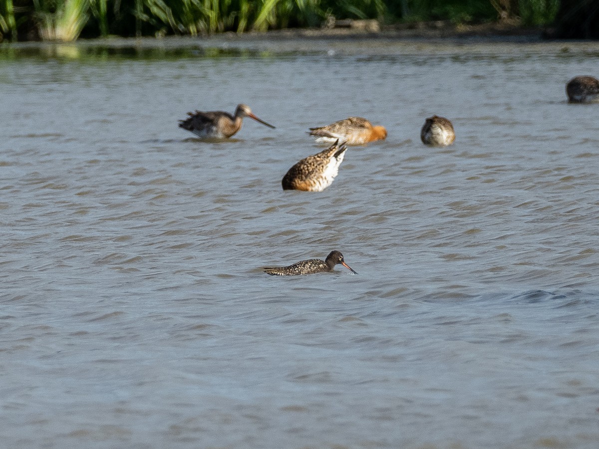 Spotted Redshank - Peter Kennerley