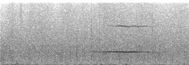 Yıldızlı Drongo (longirostris) - ML247067
