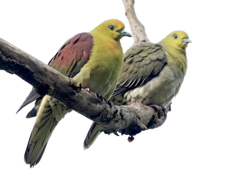 White-bellied Green-Pigeon - Lars Petersson | My World of Bird Photography