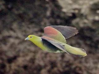 綠鳩- eBird