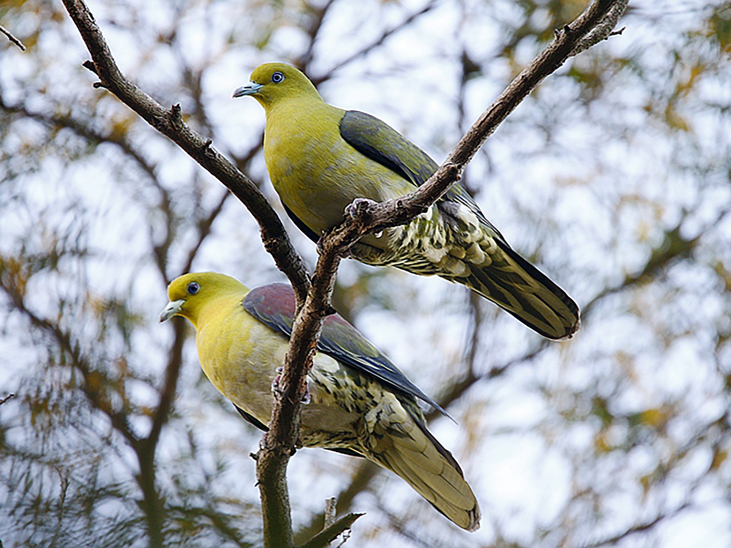 White-bellied Green-Pigeon - Roland Lo