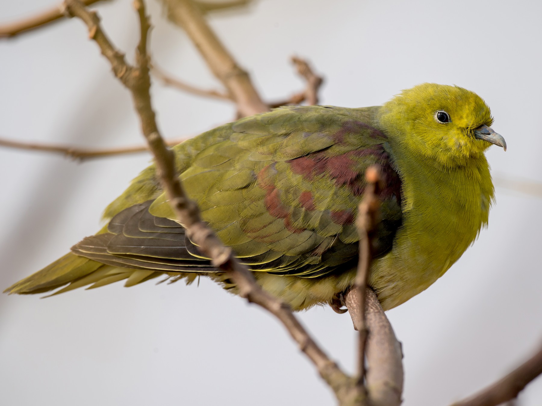 White-bellied Green-Pigeon - Kai Pflug