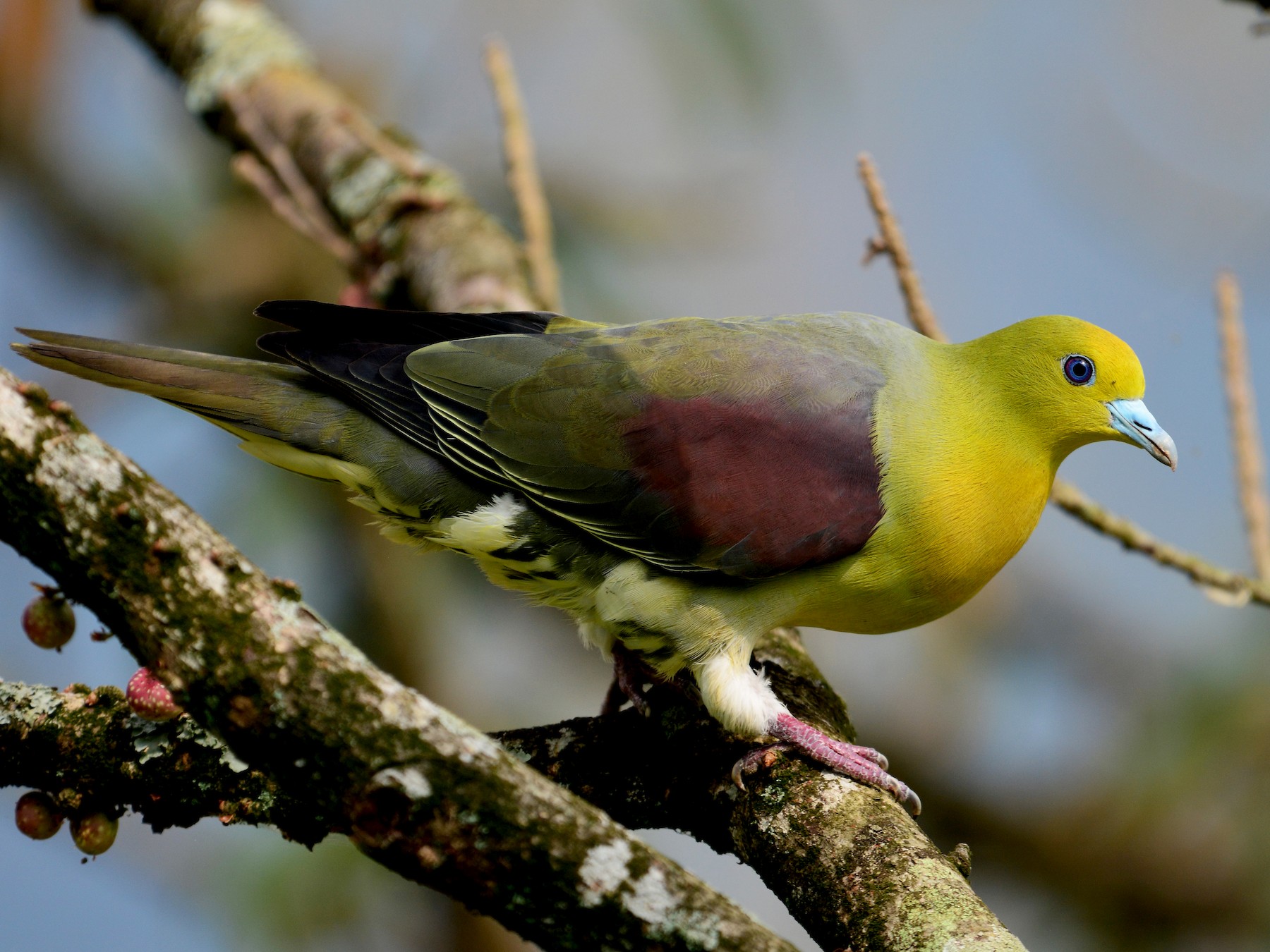 White-bellied Green-Pigeon - Jhih-Wei (志偉) TSAI (蔡)