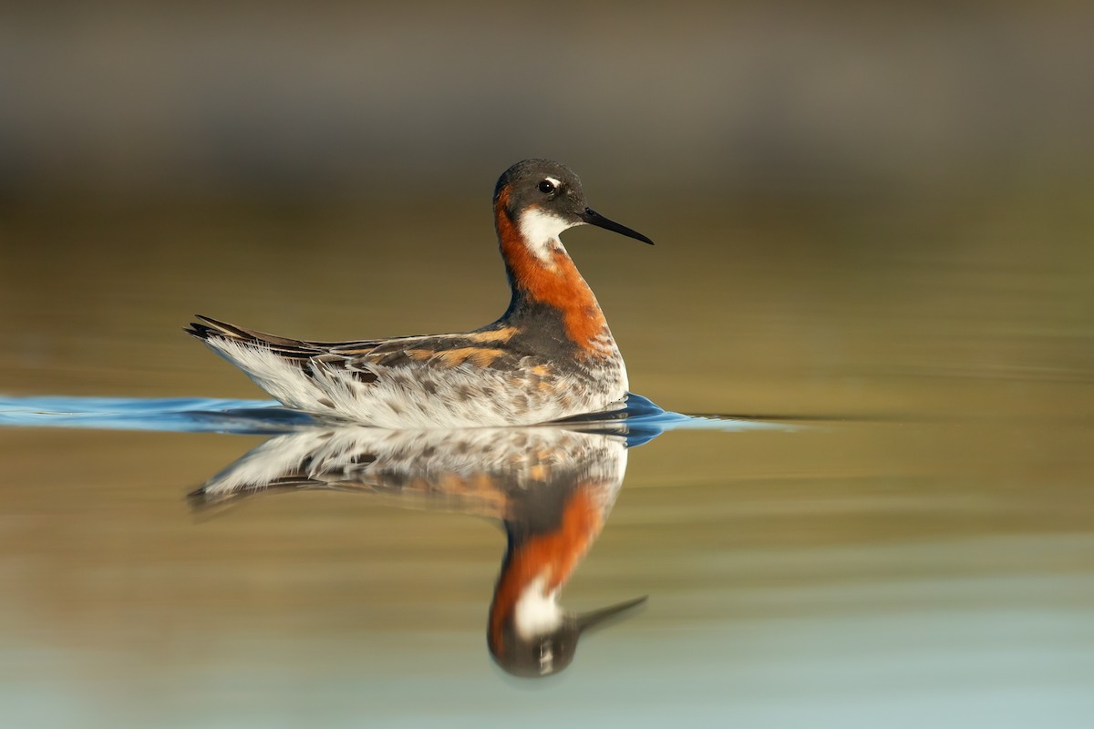 Phalarope à bec étroit - ML247070261