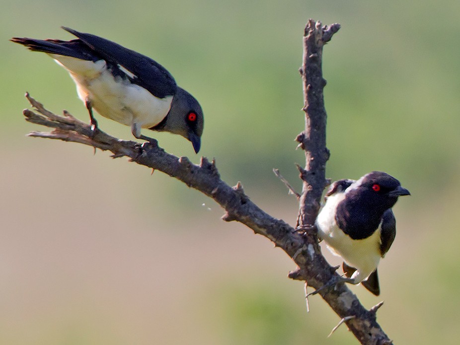 Magpie Starling - eBird