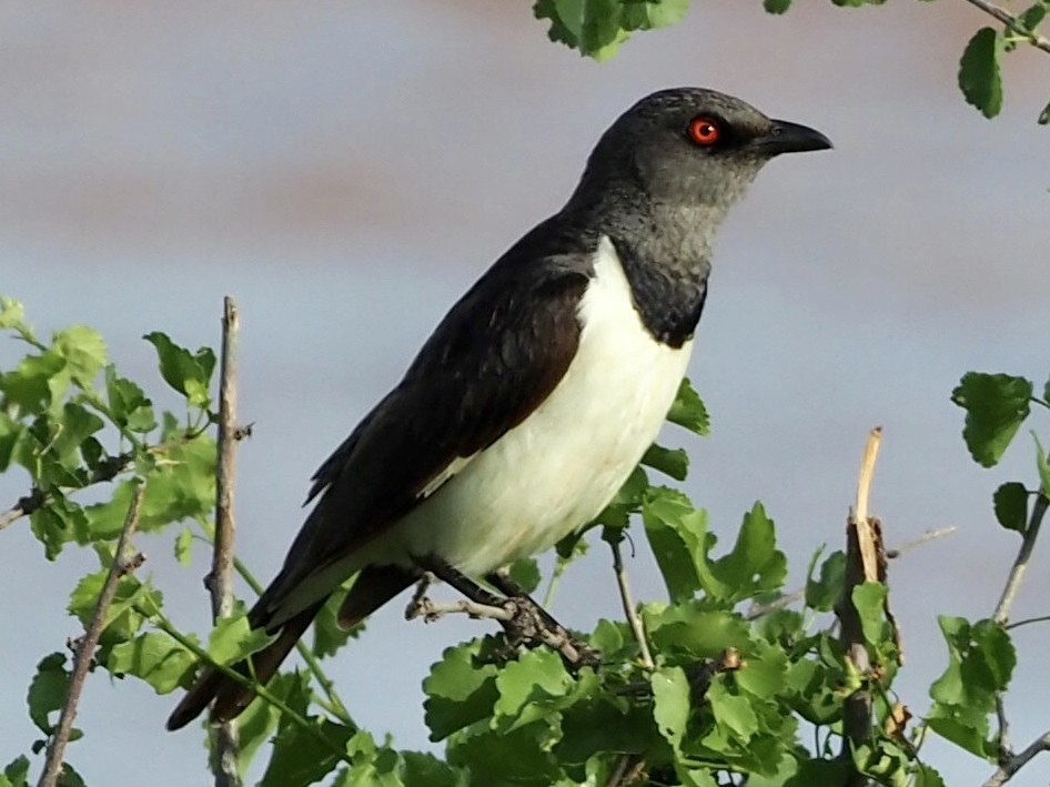 Magpie Starling - Sherry Lane