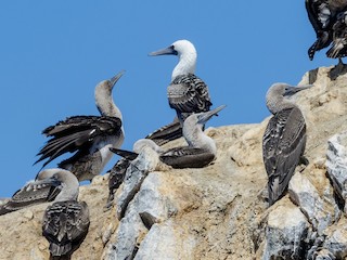  - Peruvian Booby