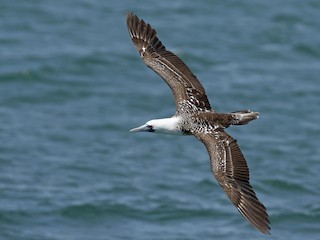  - Peruvian Booby